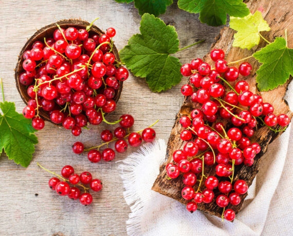 Rote Johannisbeeren